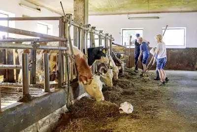 Kühe Kälber Tiere hautnah umweltschonende Bewirtschaftung kurze Wege